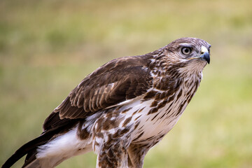 Obraz premium Hawk Eagle in South Africa