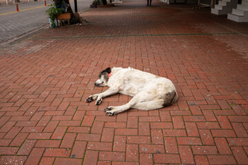 Fototapeta premium Strassen Hund.