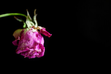 Trauer und Gedenken - welkende Rose vor dunklem  Hintergrund mit Copy space