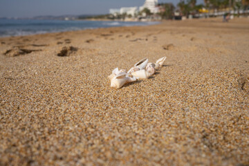 Muscheln am Strand.