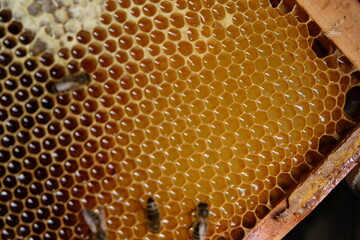 FU 2020-10-31 BienenHelmut 59 In den offenen Waben ist Honig