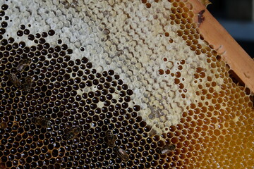 FU 2020-10-31 BienenHelmut 61 Die Bienenwaben sind teilweise offen und andere schon verdeckelt