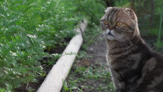 Cute funny brown tabby cat of the Scottish breed sits on a path in the garden among the beds of vegetables and looks. Wild striped scottish fold cat in the garden in the morning sun