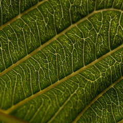 An Abstract close up macro of a green leaf with patterns and texture
