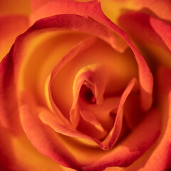 Close up abstract macro image of red and orange rose petals as background