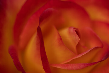Close up abstract macro image of red and orange rose petals as background