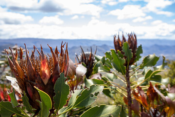 Protea flowers in the Koo valley near Montagu in South Africa on a summers day