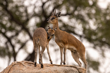 Naklejka na ściany i meble Oréotrague, klipspringer, Oreotragus oreotragus