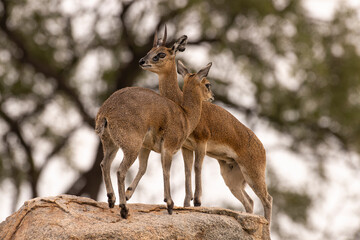 Fototapeta premium Oréotrague, klipspringer, Oreotragus oreotragus