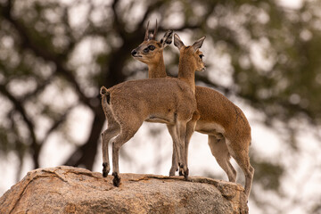 Naklejka premium Oréotrague, klipspringer, Oreotragus oreotragus