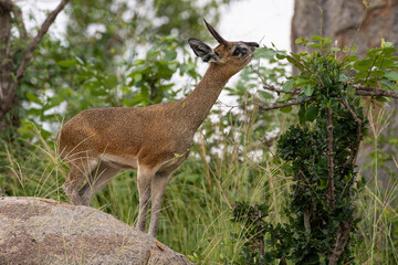 Oréotrague, klipspringer, Oreotragus oreotragus