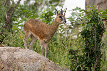 Oréotrague, klipspringer, Oreotragus oreotragus
