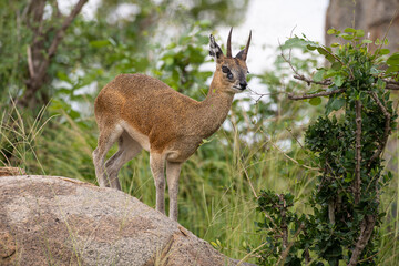 Oréotrague, klipspringer, Oreotragus oreotragus