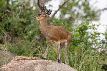 Oréotrague, klipspringer, Oreotragus oreotragus