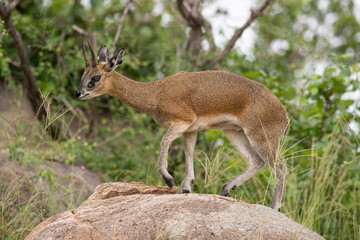 Oréotrague, klipspringer, Oreotragus oreotragus