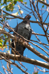 Pigeon à bec rouge,.Patagioenas flavirostris, Red billed Pigeon, Ile de Saint-Barthélemy, Petittes Antilles