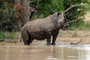 Naklejka premium Rhinocéros blanc, white rhino, Ceratotherium simum, Parc national Kruger, Afrique du Sud