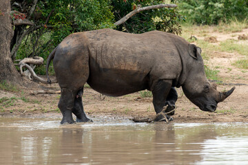 Obraz premium Rhinocéros blanc, white rhino, Ceratotherium simum, Parc national Kruger, Afrique du Sud
