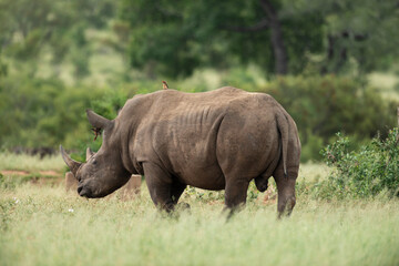 Naklejka na ściany i meble Rhinocéros blanc, white rhino, Ceratotherium simum, Parc national Kruger, Afrique du Sud