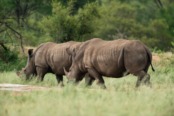 Obraz premium Rhinocéros blanc, white rhino, Ceratotherium simum, Parc national Kruger, Afrique du Sud