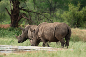 Fototapeta premium Rhinocéros blanc, white rhino, Ceratotherium simum, Parc national Kruger, Afrique du Sud