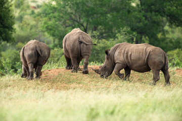 Fototapeta premium Rhinocéros blanc, white rhino, Ceratotherium simum, Parc national Kruger, Afrique du Sud
