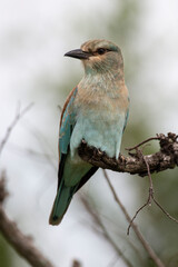 Rollier d'Europe,.Coracias garrulus, European Roller