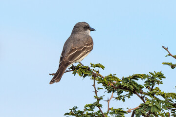 Tyran gris,.Tyrannus dominicensis, Grey Kingbird, Ile de Saint Martin, Petite Antilles