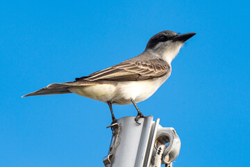 Tyran gris,.Tyrannus dominicensis, Grey Kingbird, Ile de Saint Martin, Petite Antilles
