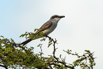 Tyran gris,.Tyrannus dominicensis, Grey Kingbird, Ile de Saint Martin, Petite Antilles