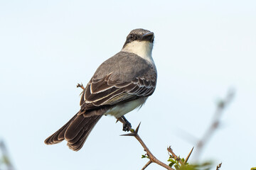 Tyran gris,.Tyrannus dominicensis, Grey Kingbird, Ile de Saint Martin, Petite Antilles