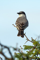 Tyran gris,.Tyrannus dominicensis, Grey Kingbird, Ile de Saint Martin, Petite Antilles