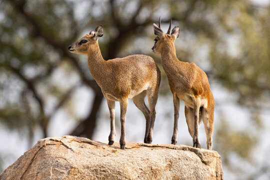 Or&eacute;otrague, klipspringer, Oreotragus oreotragus