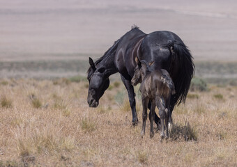 Wild Horse Mare and Foal in the Utah Desert