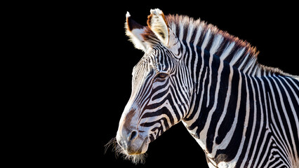 Close-up portrait of a zebra isolated on a black background with room for text