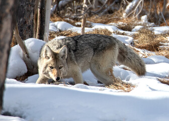 Obraz premium Coyote hunting in the trees in Yellowstone National park in winter