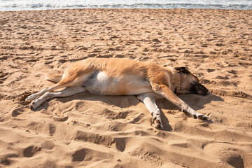 Liegende Hund am Strand.