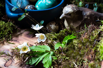 Blossom of windflower (anemone) in background of colored Easter eggs in blue dish,  branches with buds, moss and wooden bird on wooden background, still life with flowers, Easter table decor