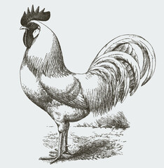 White Leghorn cock with long tail feathers in side view