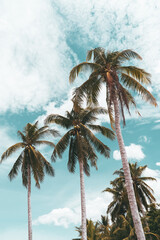 Tropical palm tree with blue sky and cloud abstract background. Summer vacation and nature travel...