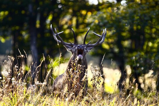 animaux faune chasse photo cervid&eacute;s - 057