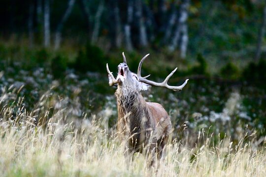 animaux faune chasse photo cervid&eacute;s - 051