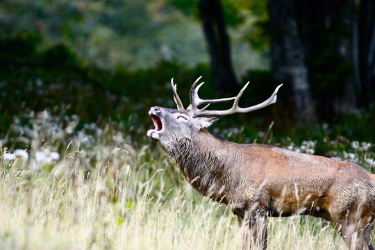 animaux faune chasse photo cervid&eacute;s - 039