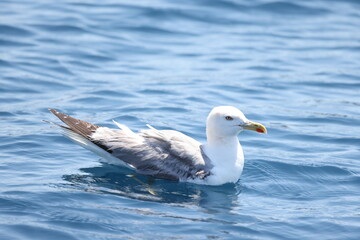 Fototapeta na wymiar Detail of white seagull on the ocean