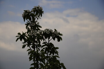 Garden flowers are blooming. Blooming flowers and plants. 