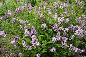 Obraz premium Garden flowers are blooming. Blooming flowers and plants. 