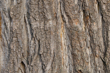 Close-up of the bark of a tree in the forest. Wood texture.