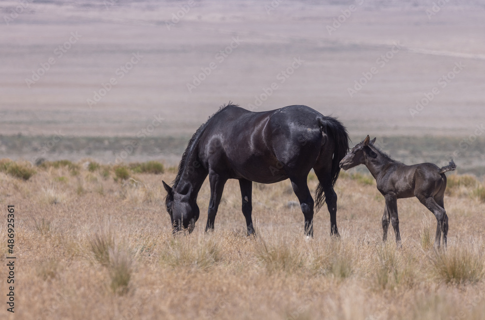 Poster Wild Horse Mare and Foal in the Utah Desert