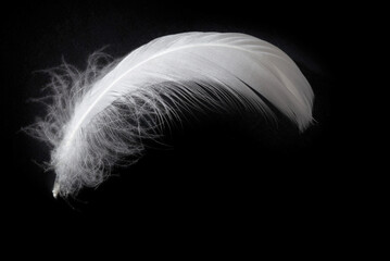 white feather on a black background
