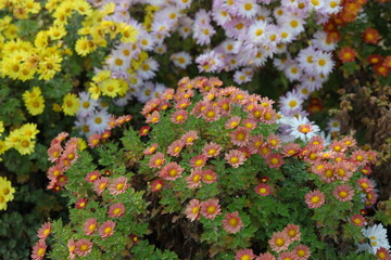 Chrysanthemums, sometimes called mums or chrysanths, are flowering plants of the genus...